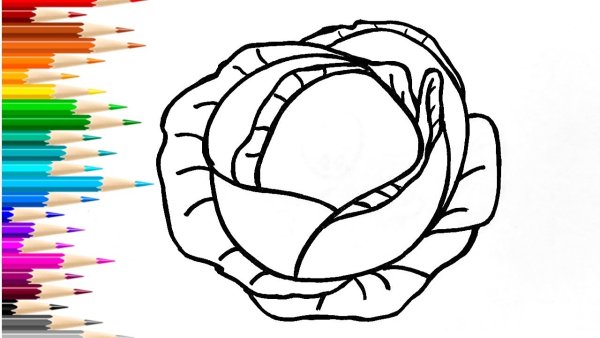 Как проще нарисовать капусту