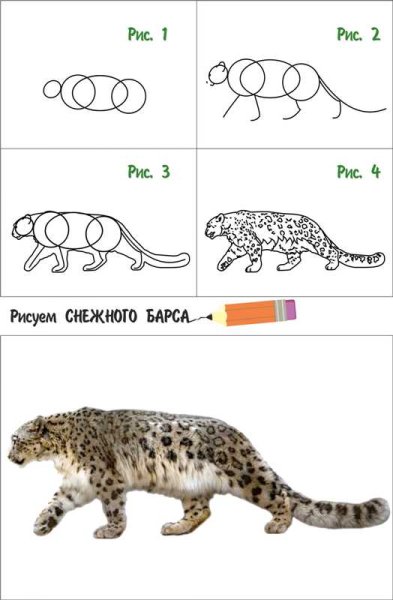 Как нарисовать снежного Барса поэтапно
