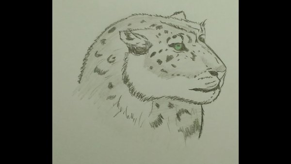 Снежный Барс нарисовать легко