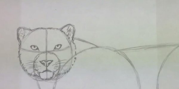 Как нарисовать леопарда карандашом поэтапно для начинающих