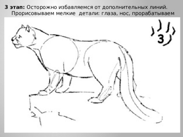 Как нарисовать снежного Барса поэтапно