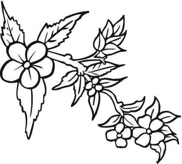 Ветка раскраска