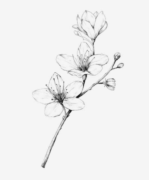 Сакура эскиз