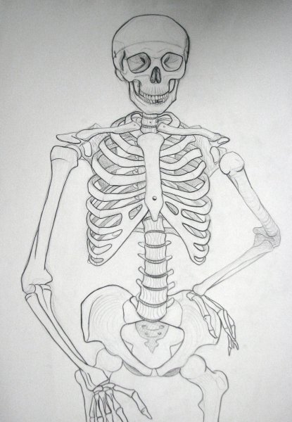 Скелет человека нарисо