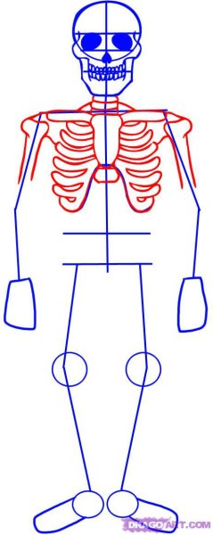 Скелет человека для рисования