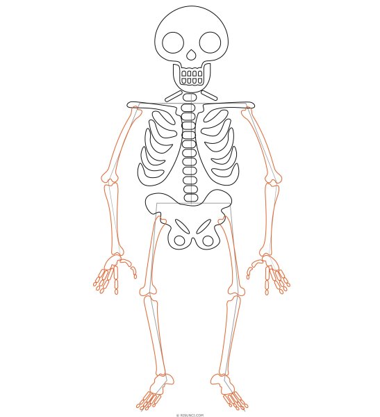 Скелет карандашом