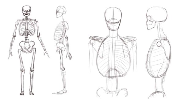 Поэтапное рисование скелета человека