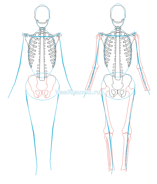 Скелет грудной клетки карандашом анатомия