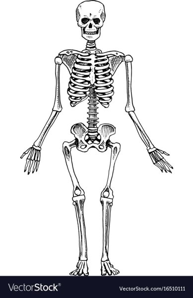 Скелет скетч