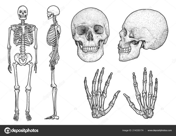 Скелет человека анатомия без подписей