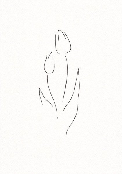 Тюльпан одной линией