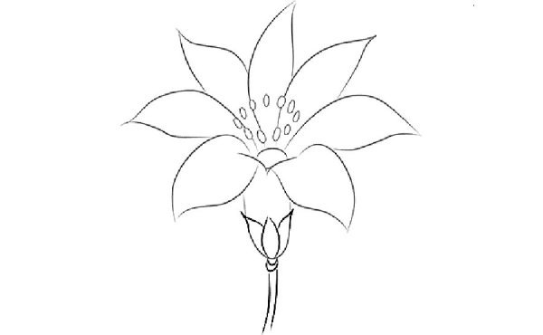 Роза для рисования