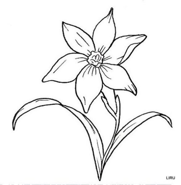 Рисунки цветов карандашом