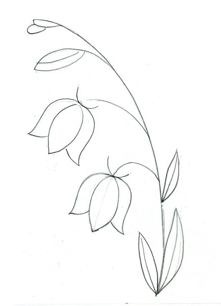 Поэтапное рисование нарцисса