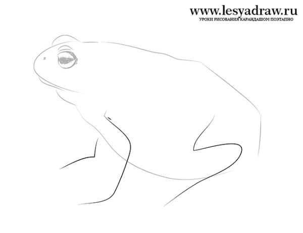 Нарисовать жабу и розу