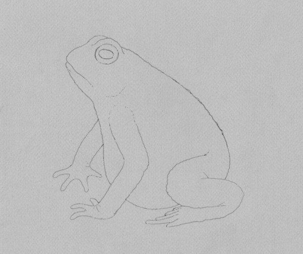 Лягушка с боку рисунок