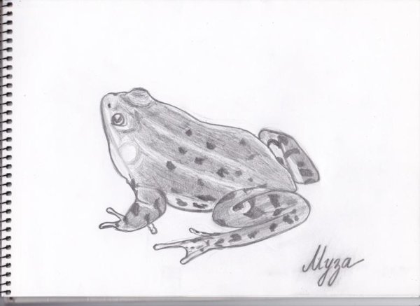 Рисунок лягушки для детей карандашом 4 класс
