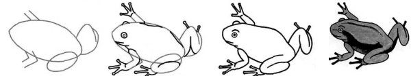 Поэтапное рисование Жабы