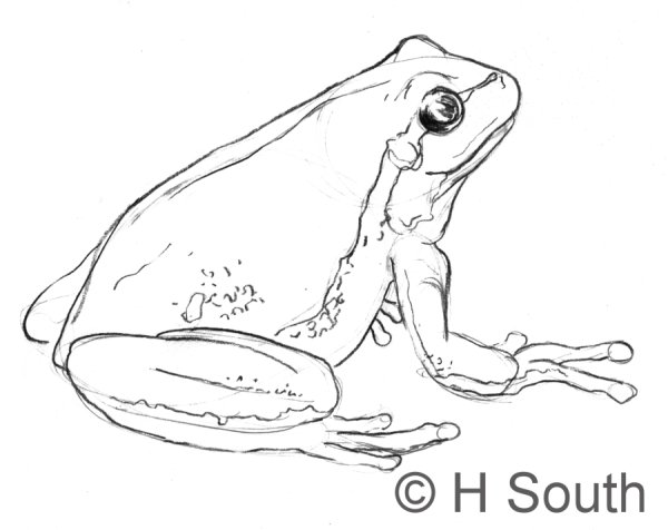 Лягушка квакша