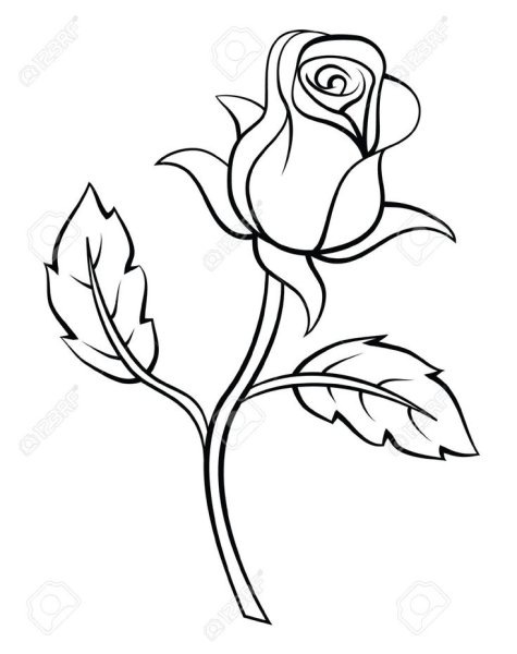 Роза бутон контур