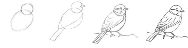 Поэтапное рисование птицы на ветке