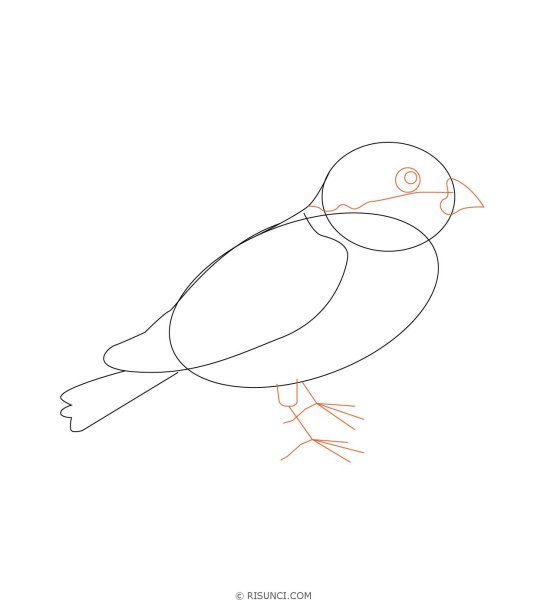 Поэтапное рисование воробья