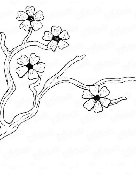 Сакура рисунок карандашом