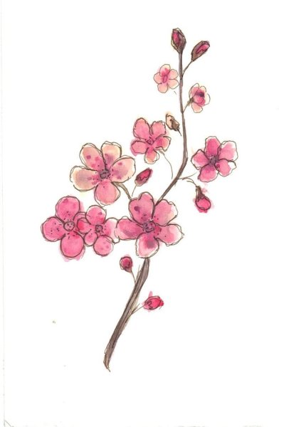 Сакура карандашом