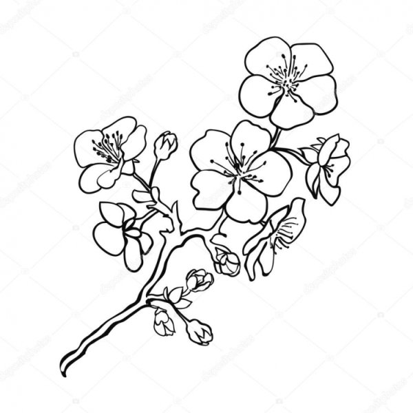 Ветка Сакуры с цветами раскраска