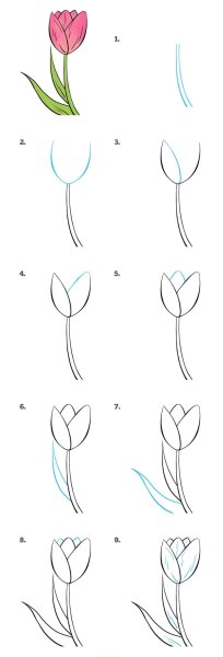 Поэтапное рисование цветы