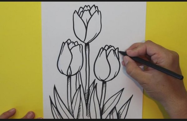Тюльпаны карандашом поэтапно