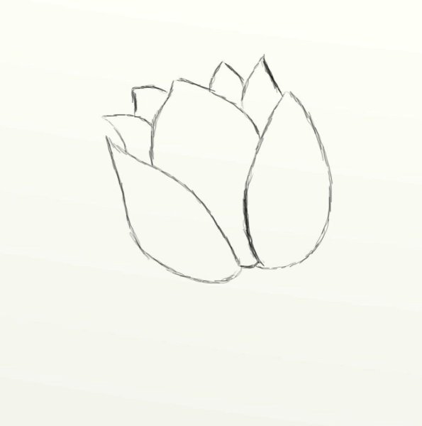 Тюльпан раскраска