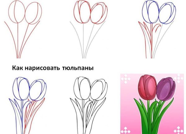 Тюльпаны для срисовки карандашом