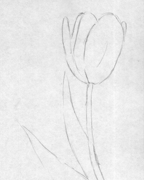 Тюльпаны карандашом