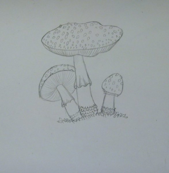 Мухомор карандашом