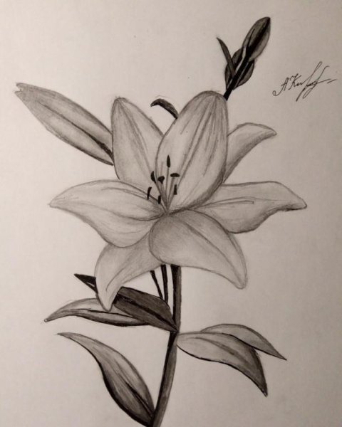 Лилии карандашом