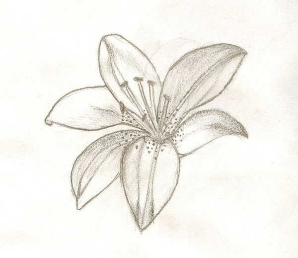 Простые лилии для рисования