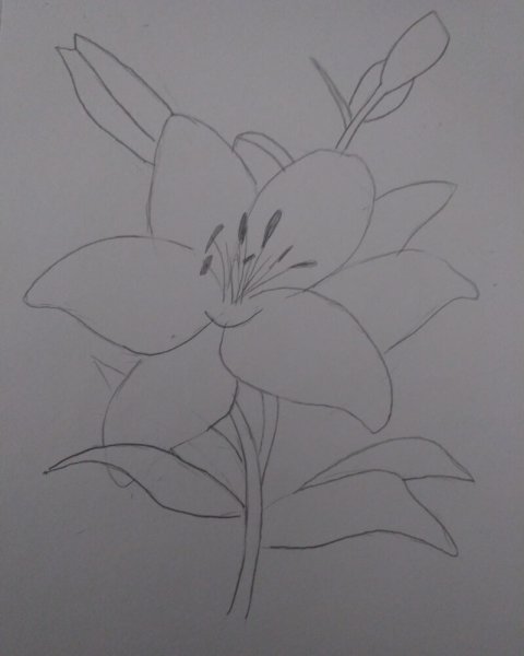 Лилии карандашом для начинающих