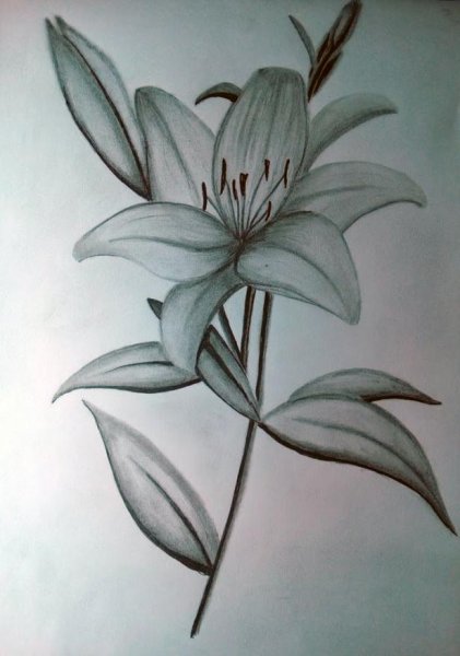 Лилии карандашом