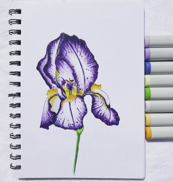 Ирисы маркерами