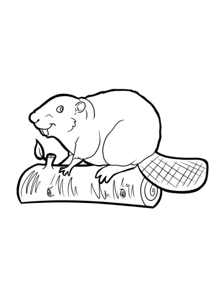 Бобер нарисованный