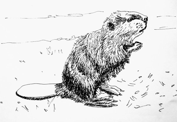 Бобер для срисовки
