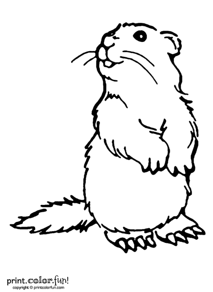 Обыкновенный Бобр