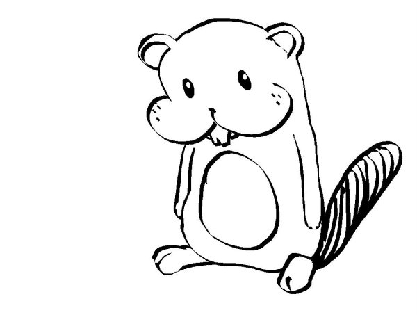 Поэтапное рисование бобра