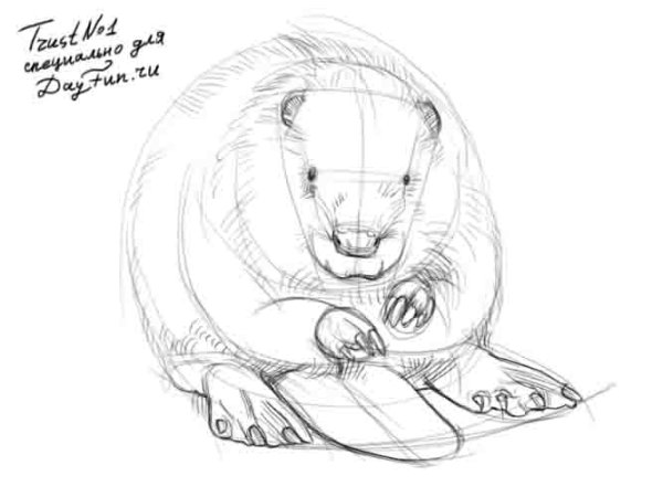 Бобер рисунок