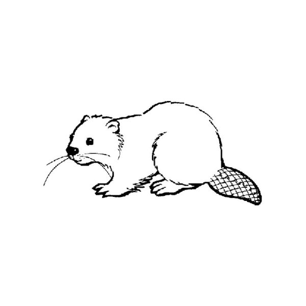 Рисунок бобра карандашом