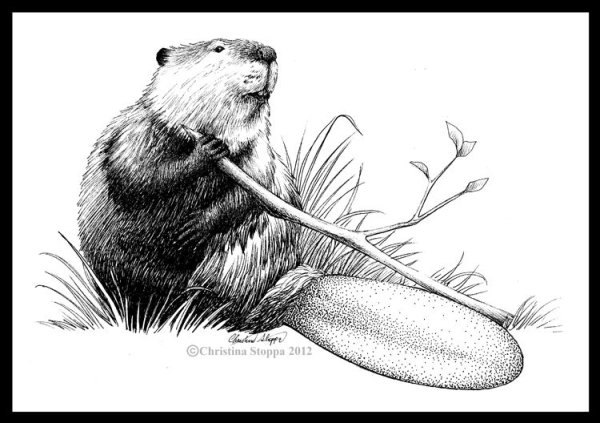 Рисунок бобра для срисовки