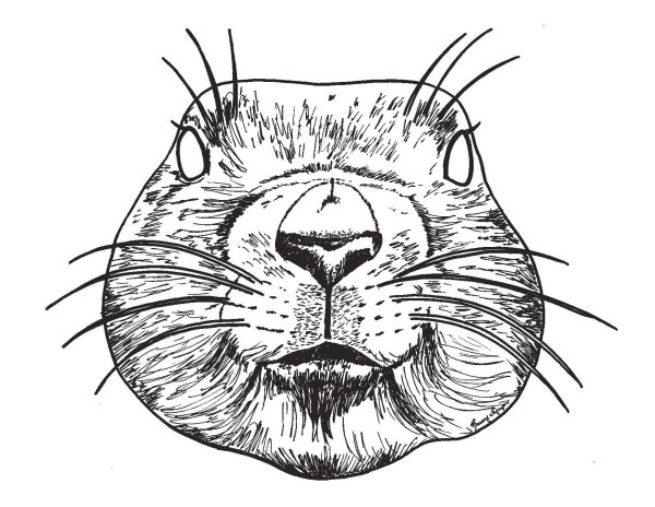 Бобер рисунок карандашом