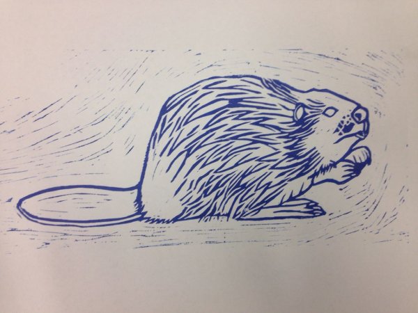 Бобер рисунок для детей карандашом срисовать