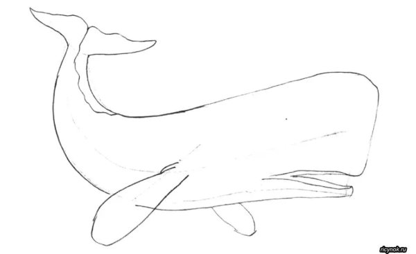 Поэтапное рисование кита для детей